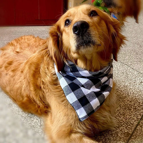 Bandana Finley Classic - O Charme do Xadrez 🐾